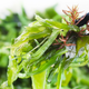 Illustration for article titled From Ice Cream to Toothpaste: Seaweed's Hidden Uses